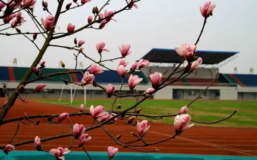武汉市汉南第一中学简介概况（建校历史、地址、师资、校训、环境）