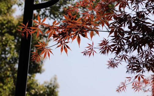 长沙市第十五中学在长沙的排名第几,属于什么档次？