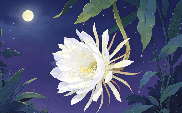 昙花为什么在晚上开？_昙花